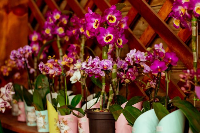 setor de flores interno